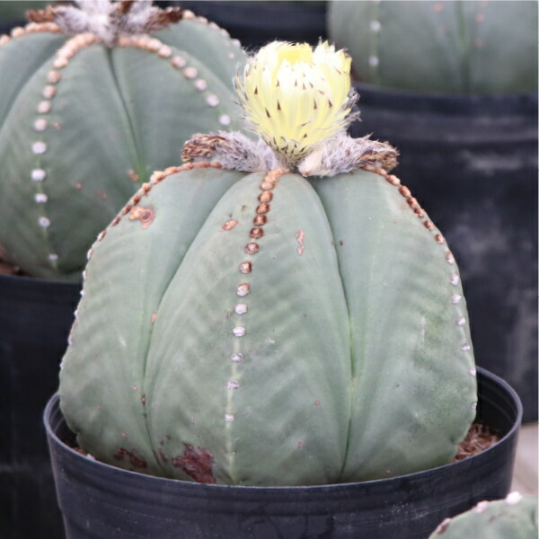 楽天市場】アストロフィツム ランポー玉 開花株 (鸞鳳玉・らんぽうぎょ