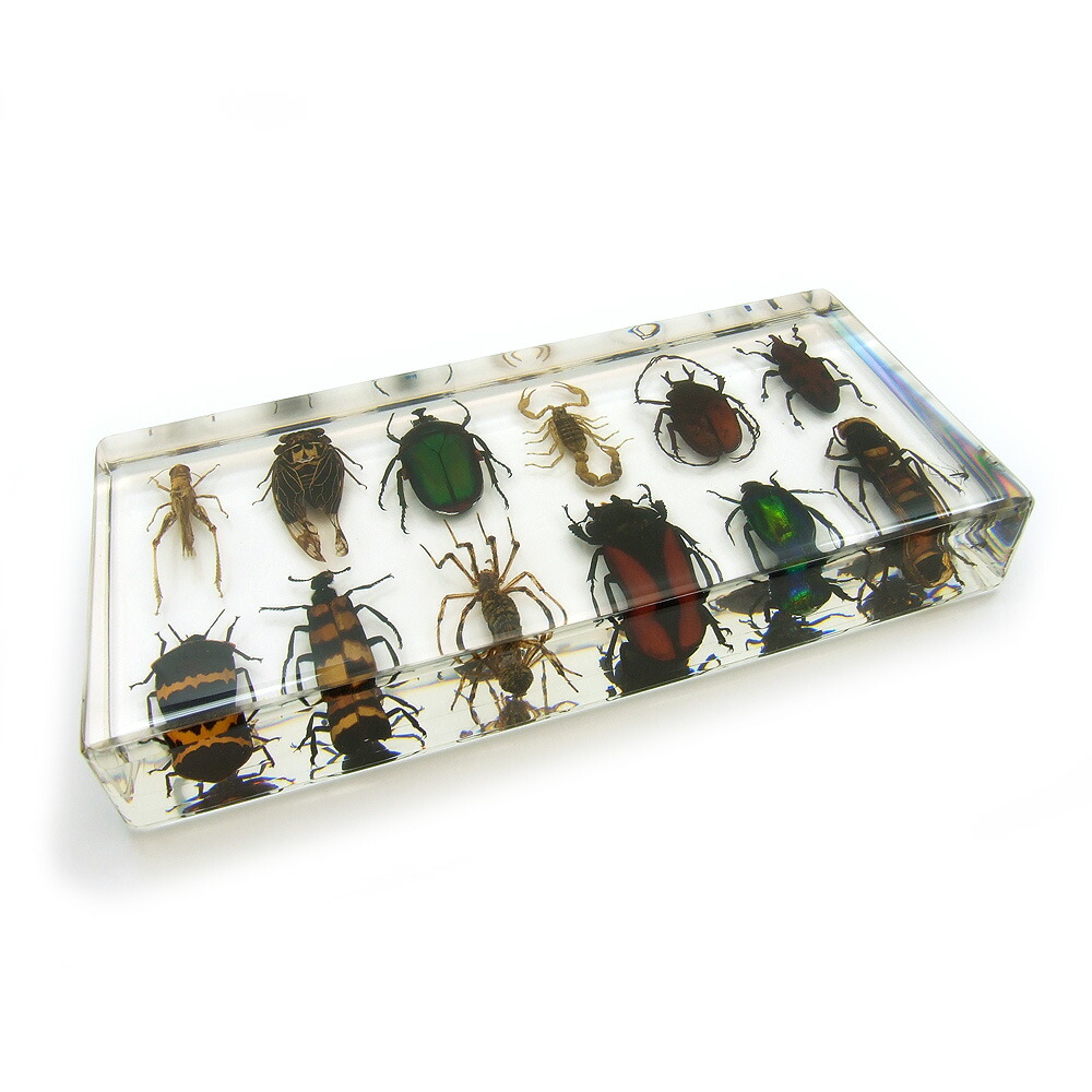 楽天市場】サソリ 標本の通販