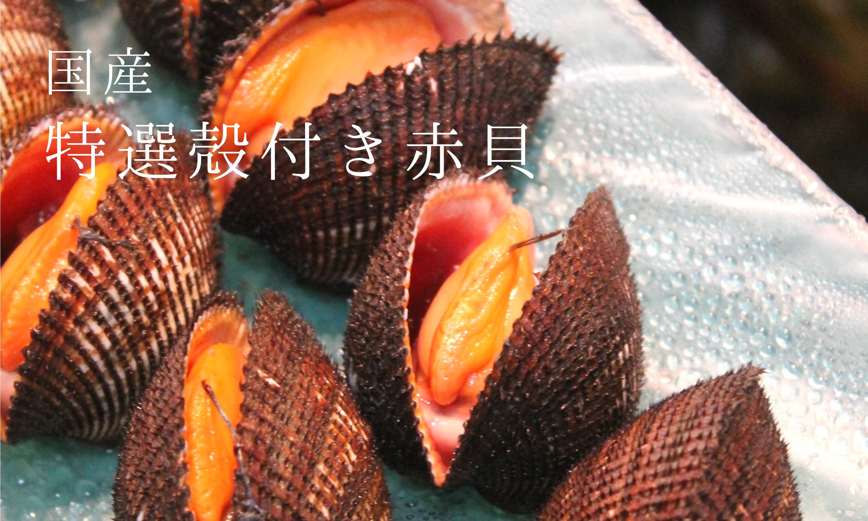 楽天市場】活 特選赤貝 国産（石巻渡波・閖上・岸和田・山口 他） 計