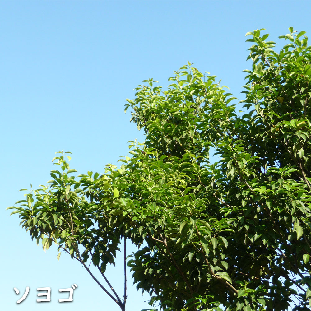 楽天市場】ソヨゴ 単木 1.7m 露地 2本 苗木 : トオヤマグリーン