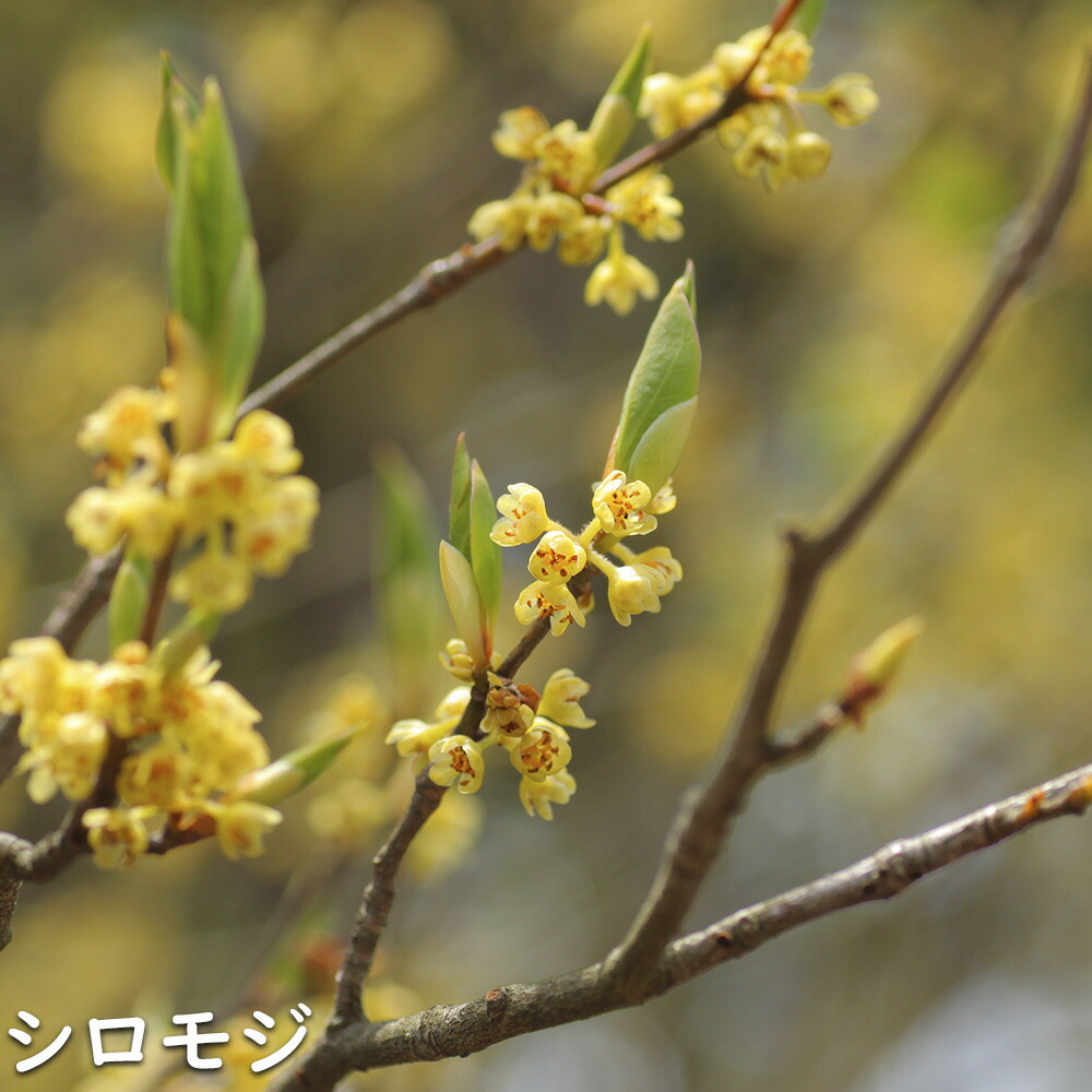 楽天市場】シロモジ 2m 露地 苗木 : トオヤマグリーン