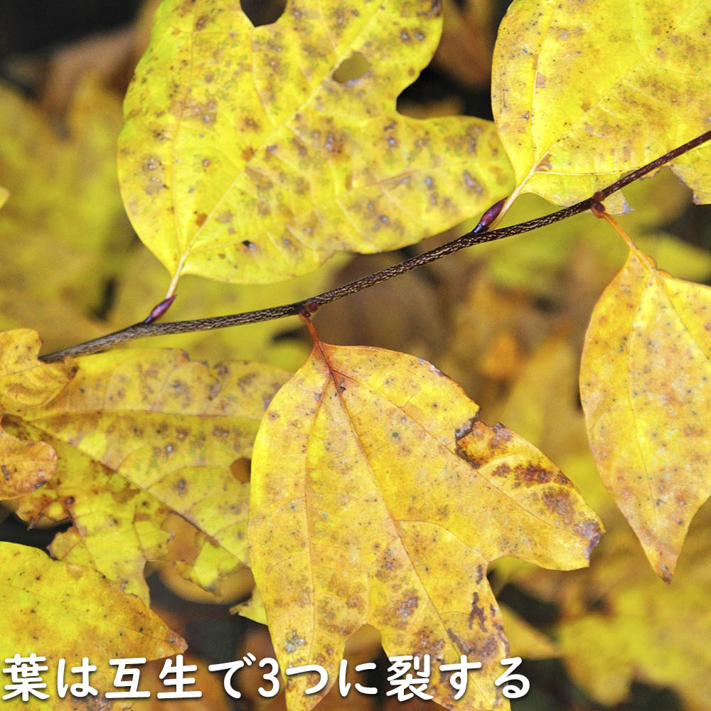 楽天市場】シロモジ 2m 露地 苗木 : トオヤマグリーン