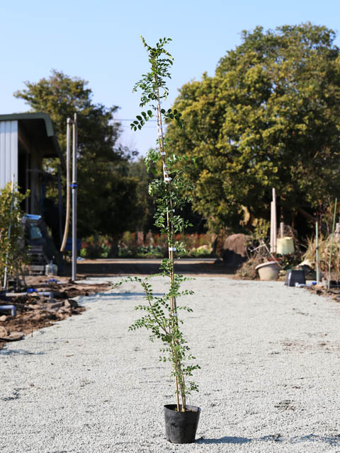 楽天市場】シマトネリコ 単木 1.5m 15cmポット 6本 苗木 : トオヤマ