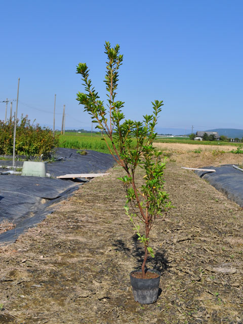 楽天市場】サツキ 0.5m 15cmポット 苗 : トオヤマグリーン