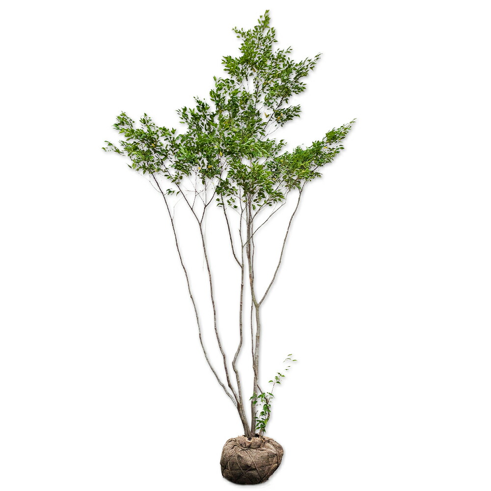 ハイノキ 株立ち 盆栽 植木」の人気商品一覧 | 安い商品を通販サイト