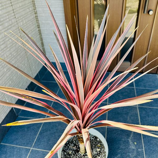 楽天市場】コルジリネ(コルディリネ) エレクトリックピンク 10号鉢樹高