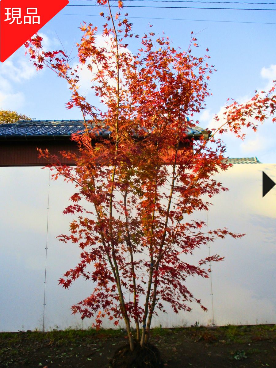 楽天市場】【現品発送】イロハモミジ 本株立ち 樹高2.1-2.2m(根鉢含ま