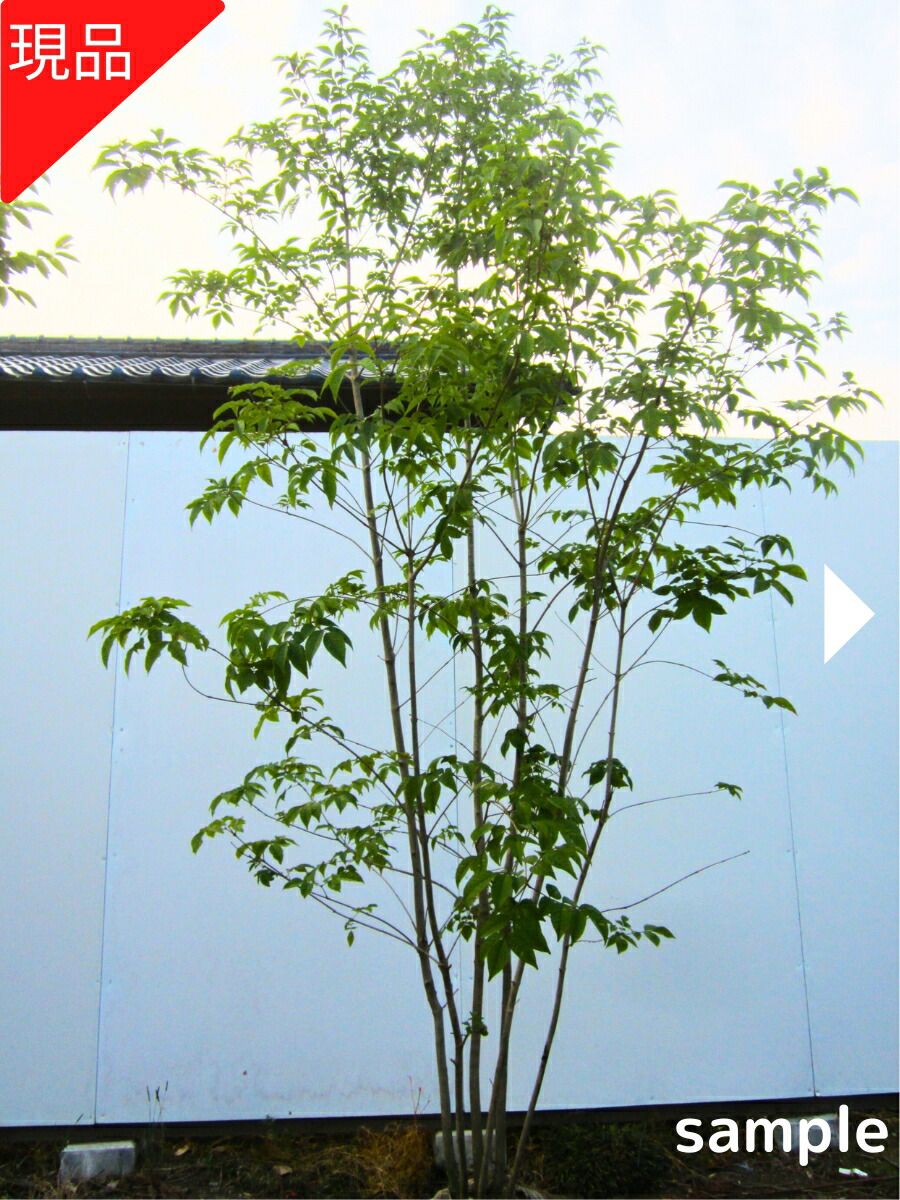 楽天市場】【現品発送】アオダモ 株立ち 樹高1.8-2.2m(根鉢含まず