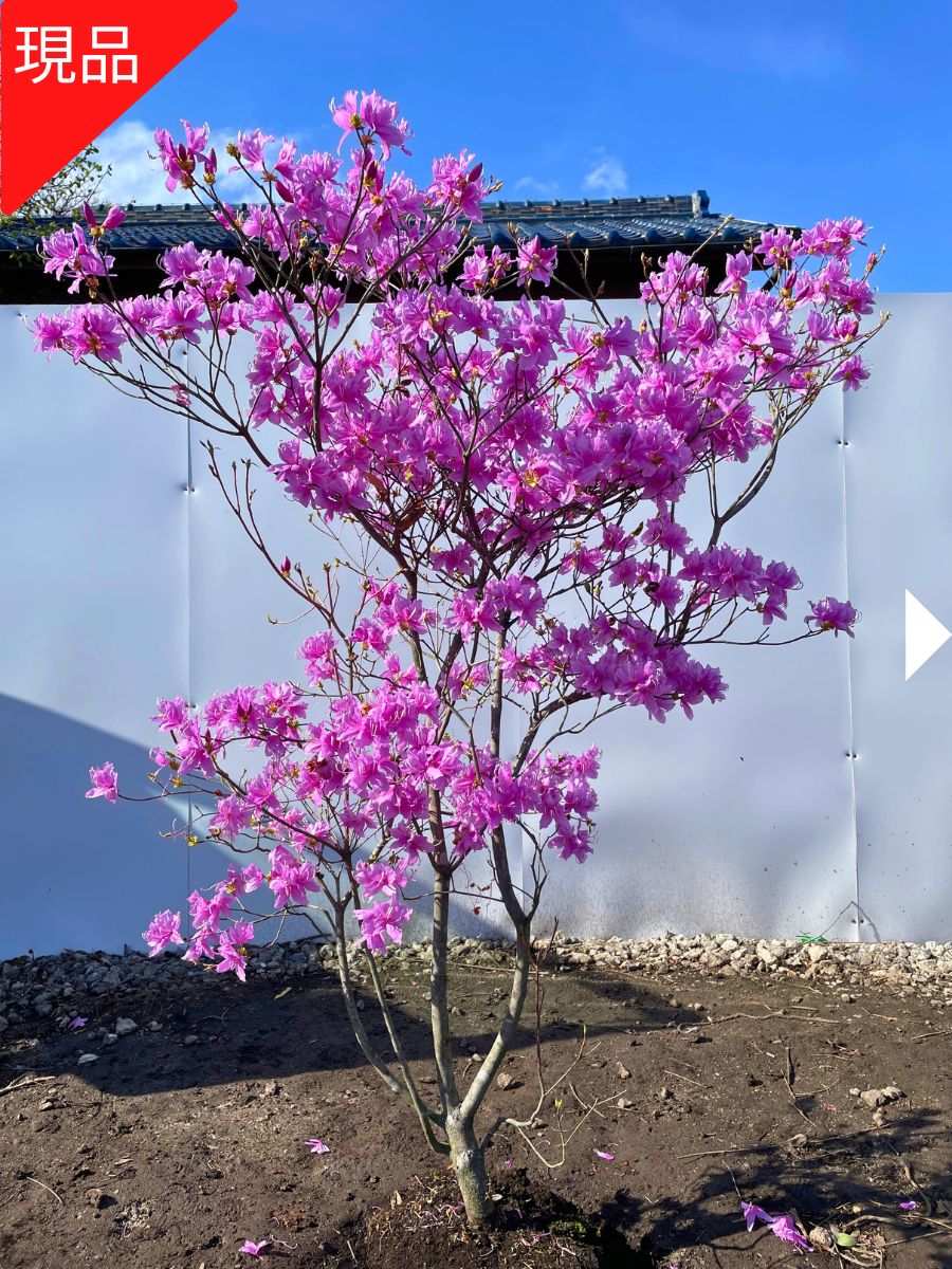 楽天市場】ミツバツツジ 2．0の通販