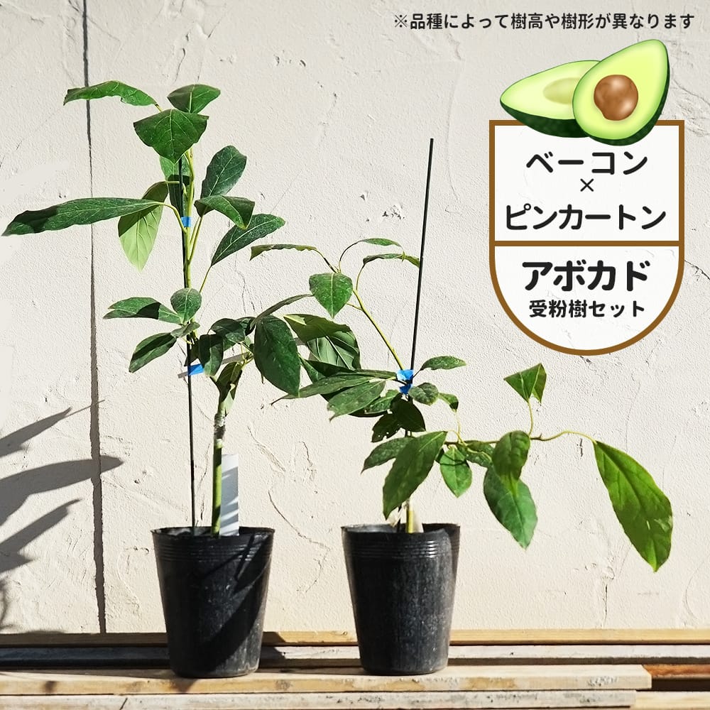 楽天市場】【ベーコン種】 アボカド Bタイプ 2年生 接木苗 単品 or