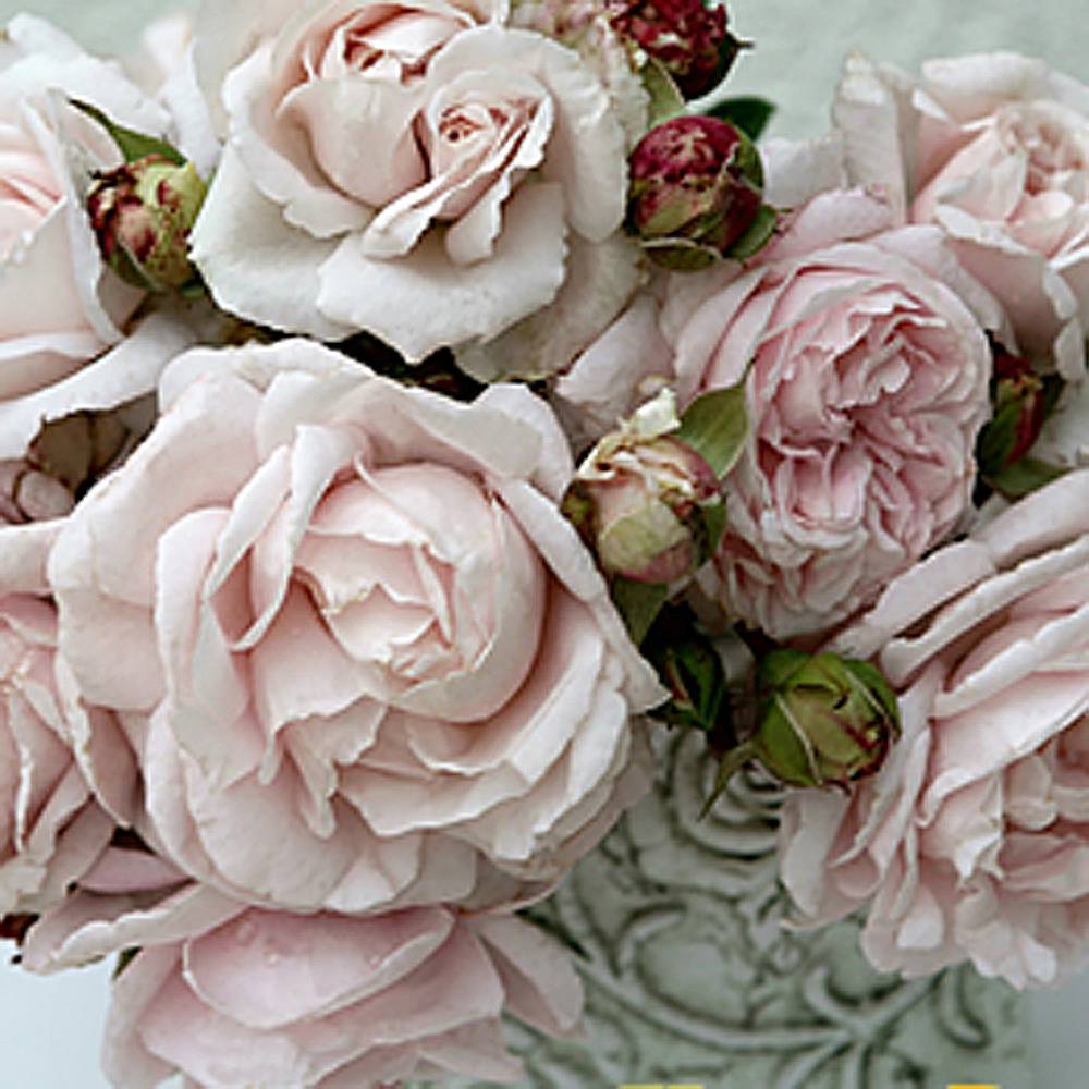 ドイツ】 薔薇の透かしのトング【純銀】ローズ 16cm ドイツ】 薔薇の