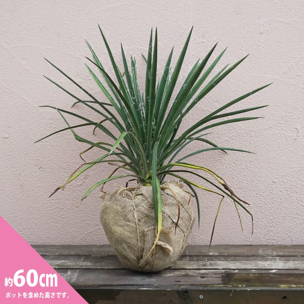 楽天市場】【フィリフェラ】ユッカ 根巻き大苗 耐寒性南欧風プランツ