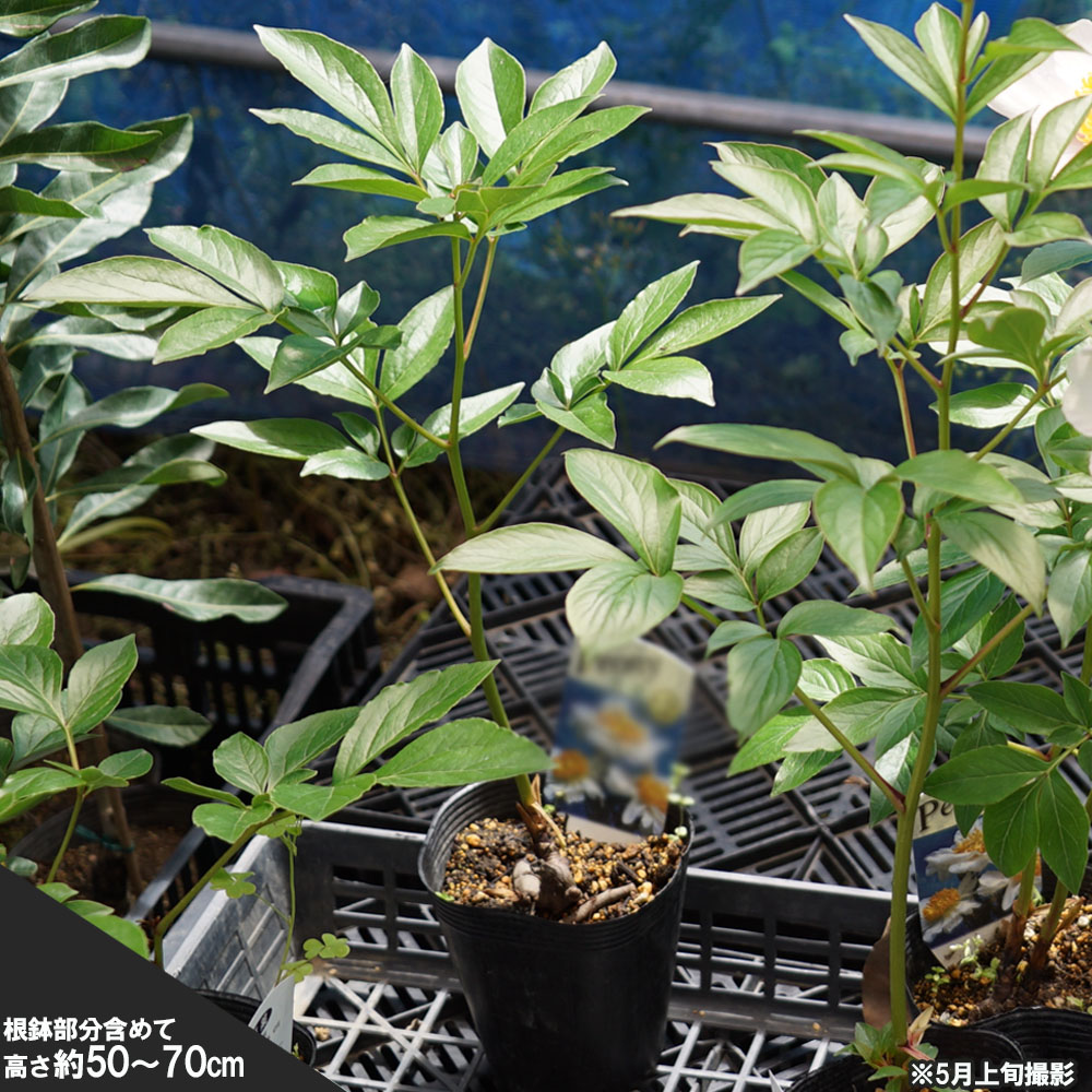 楽天市場】芍薬 【ポーラフェイ】 6号スリット鉢植え : 苗木部 by 花