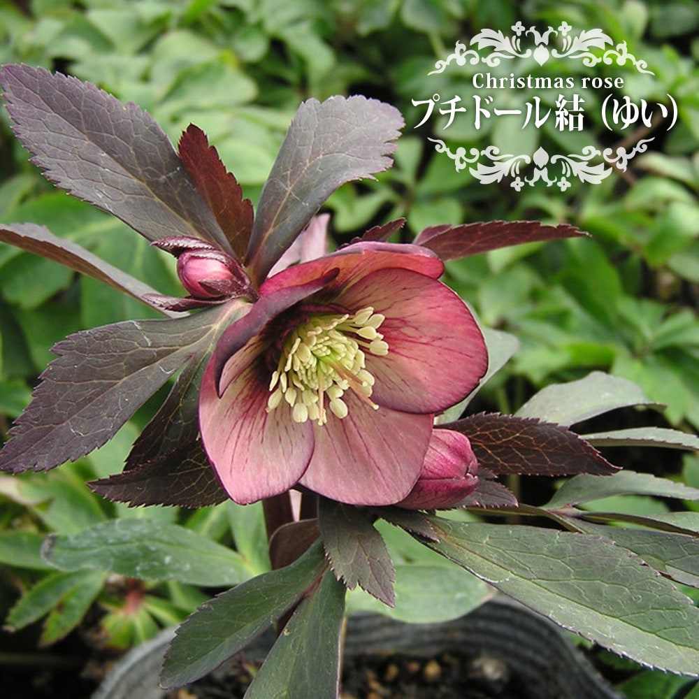 楽天市場】【プチドール 結（ゆい）】 一重咲きクリスマスローズ 3号