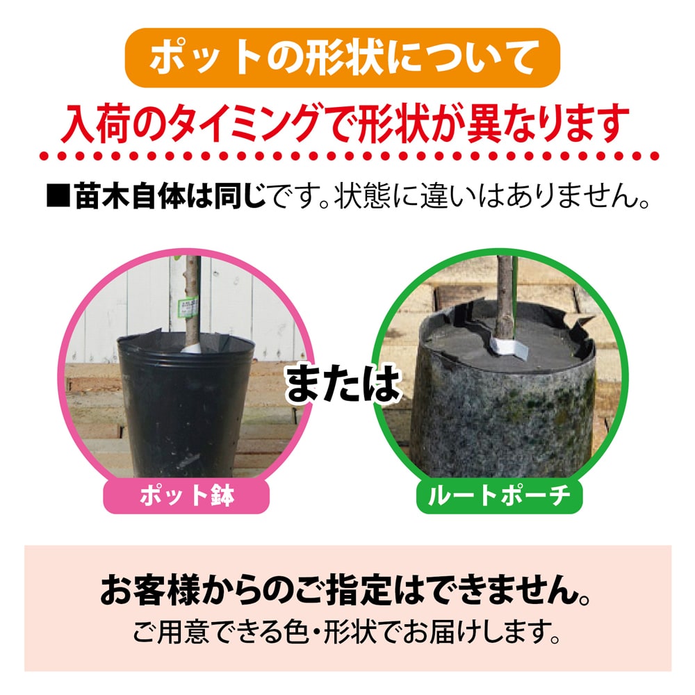 楽天市場】楽天スーパーセール対象商品 みかん 苗木 【日南1号】 極