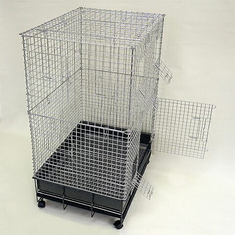 楽天市場】コンフォートチンチラスペシャル STグレード【一度のご注文