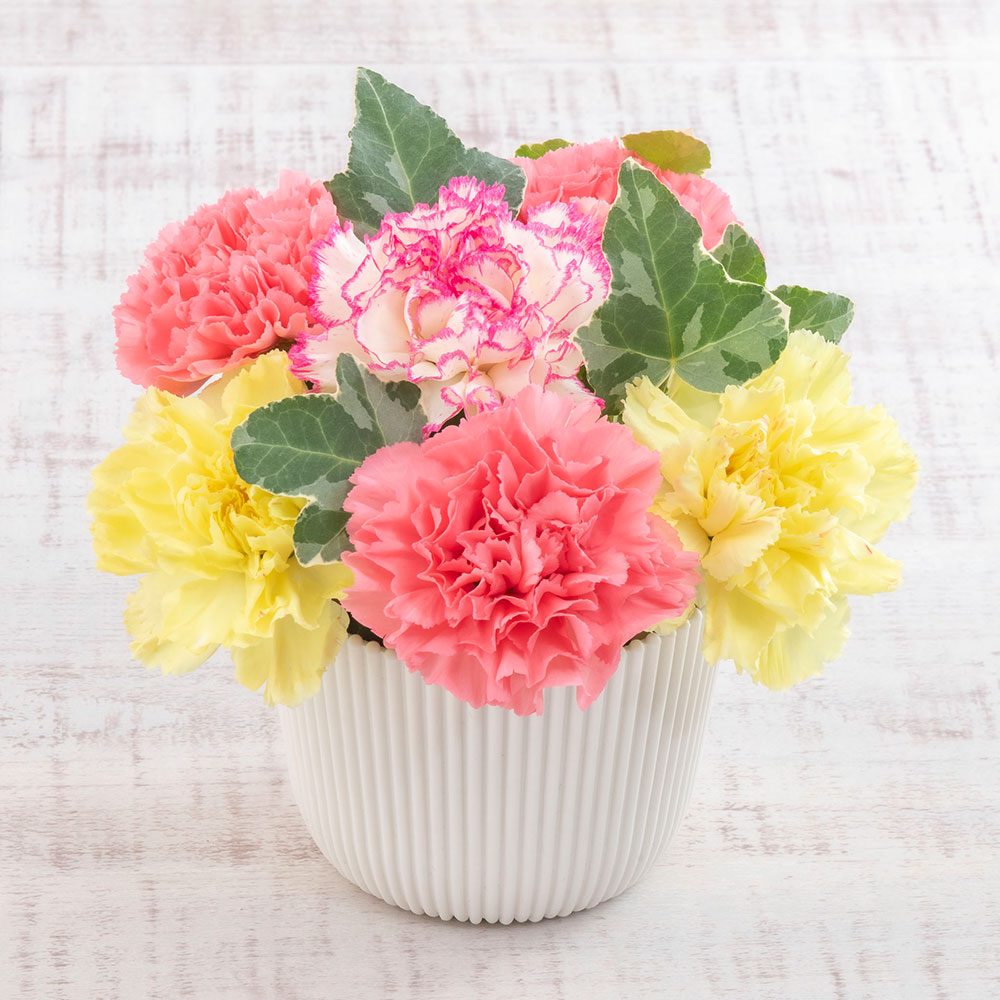 楽天市場】母の日 Soup Stock Tokyo「フリーズドライスープ4種類」と