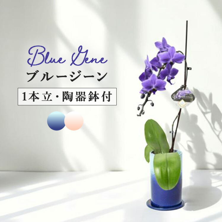 楽天市場】胡蝶蘭 ブルージーンの通販
