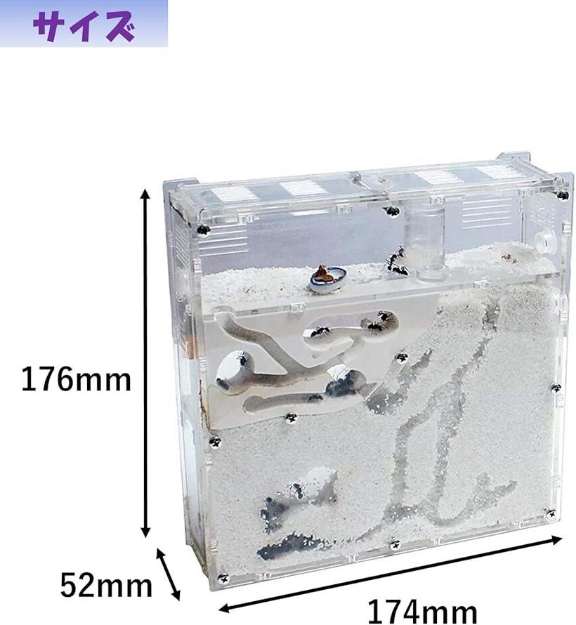 楽天市場】アリの巣観察キット 自由研究 昆虫採集セット 飼育ケース