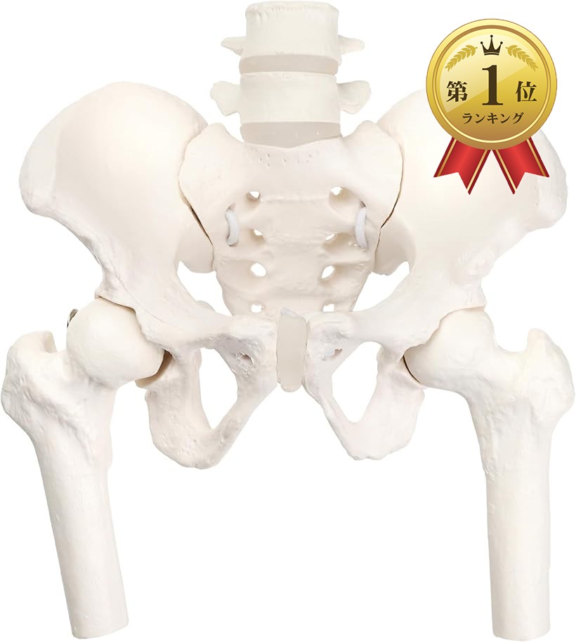 楽天市場】【楽天ランキング1位入賞】グイッと動かせる大腿骨付きミニ
