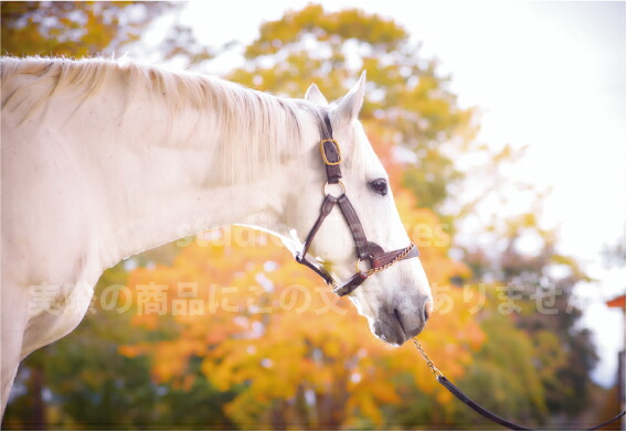 楽天市場】【B】ゴールドシップ号ポストカード7枚組クールver.2
