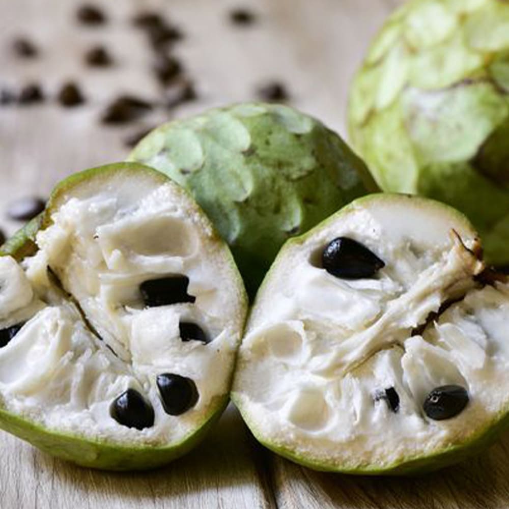 楽天市場】【SS期間☆P5倍】熱帯果樹 アテモヤの苗木 果樹の苗木 13.5