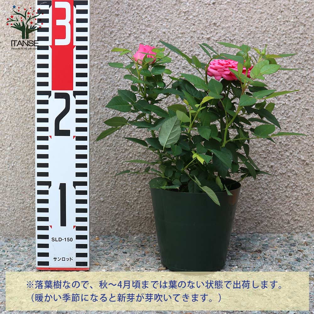 楽天市場】【SS期間☆P5倍】フェリシタス コルダナ ミニバラ 薔薇の