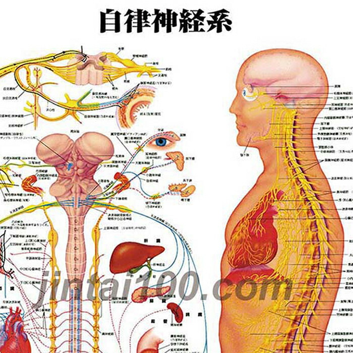 楽天市場】自律神経系 医学ポスター J8026 医学掛図 医学チャート人体