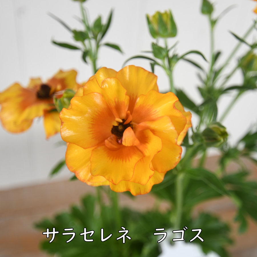 楽天市場】ラナンキュラス ランドセル 3.5号ポット苗 【2025年12月入荷