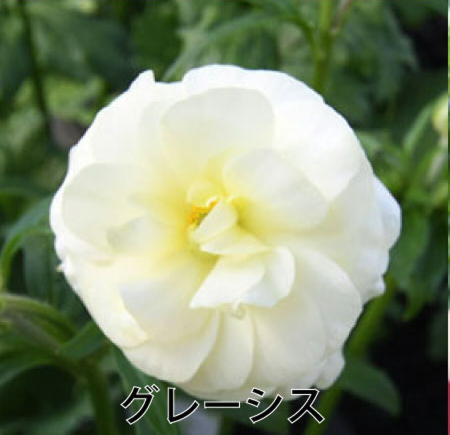 楽天市場】ラナンキュラス ラックス 5号鉢 アウラ エリス ティーバ