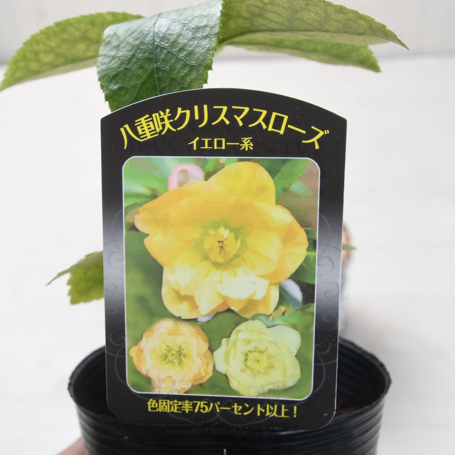 楽天市場】【決算セール品！】 曽田園芸さん 八重咲クリスマスローズ