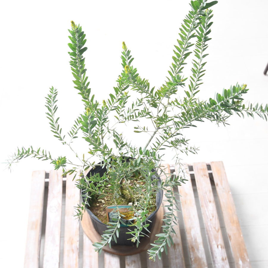 楽天市場】アカシア ブルーブッシュ 7号鉢 庭木 苗木 ミモザ シルバー