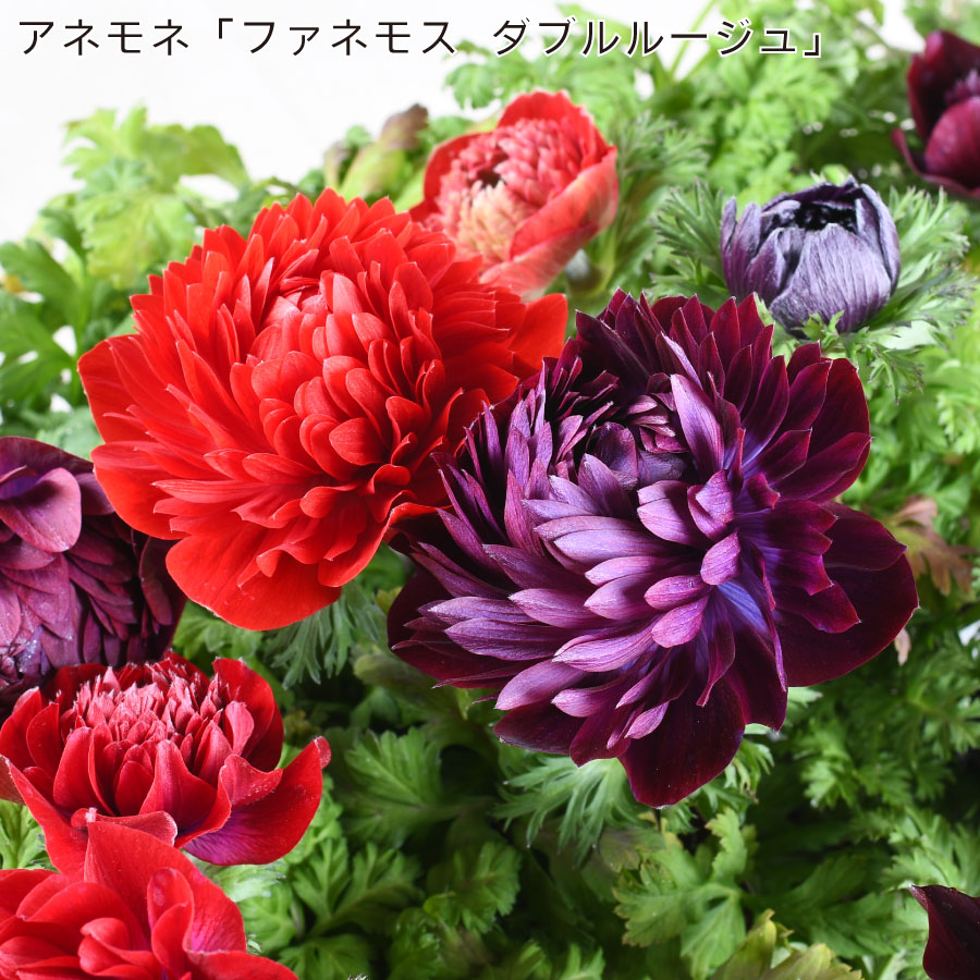 楽天市場】【決算特価セール！】 アネモネ ファネモス ダブルルージュ