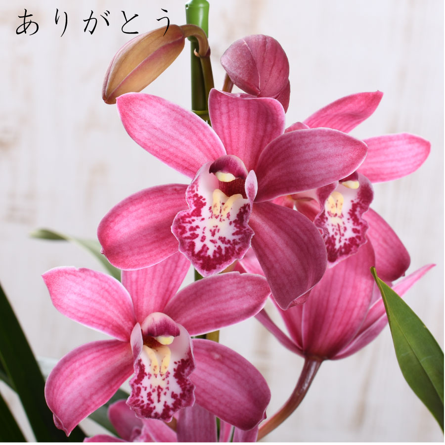 楽天市場】【セール品】 テーブル シンビジューム 4.5号 2本立ち