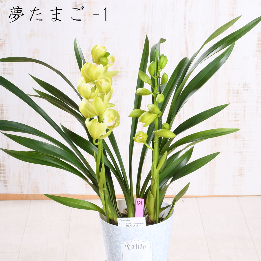 楽天市場】【セール品】 テーブル シンビジューム 4.5号 2本立ち