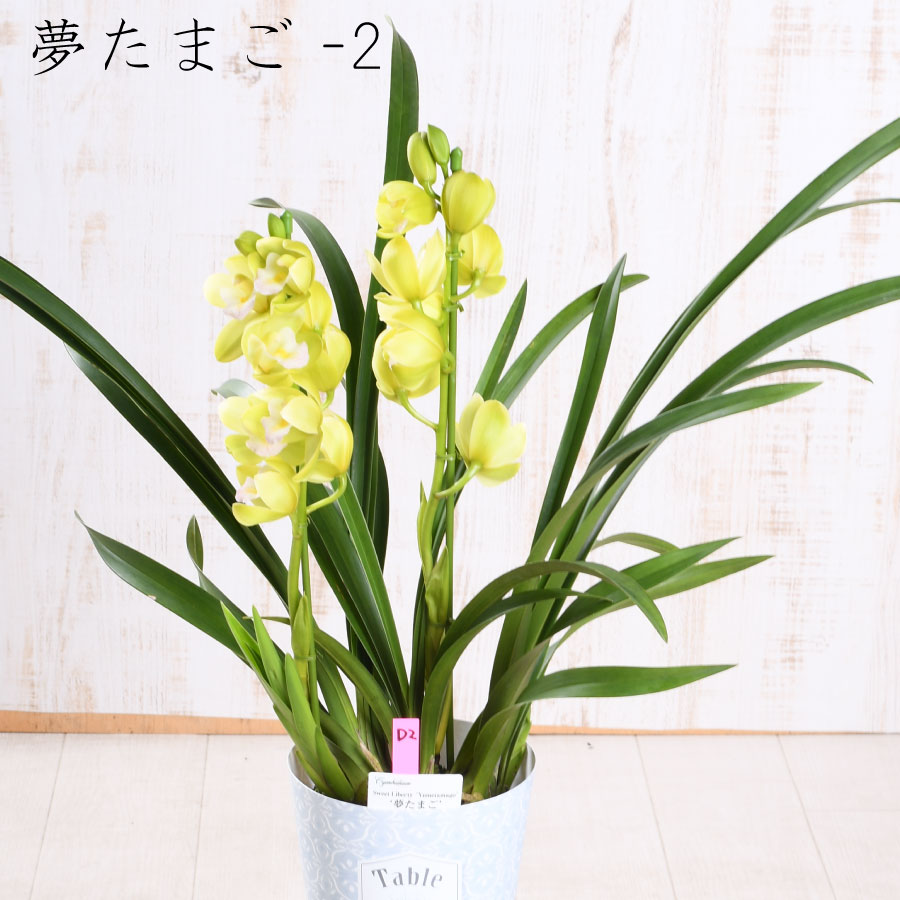 楽天市場】【セール品】 テーブル シンビジューム 4.5号 2本立ち