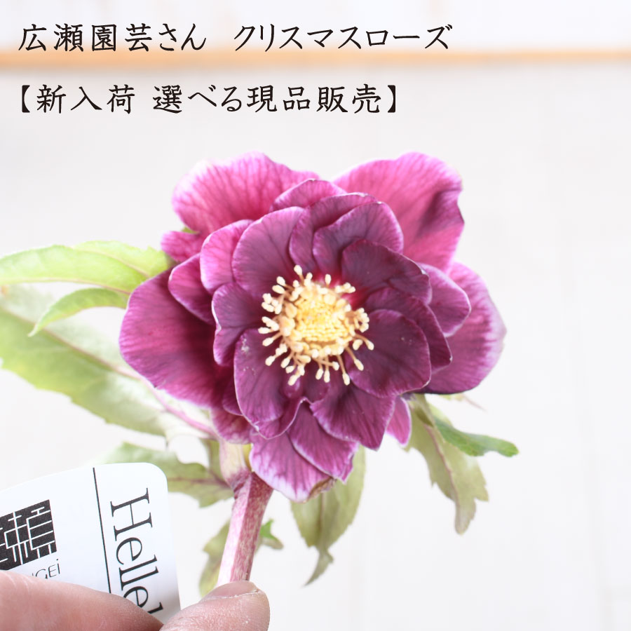 楽天市場】クリスマスローズ 開花株 広瀬園芸（花・観葉植物｜花