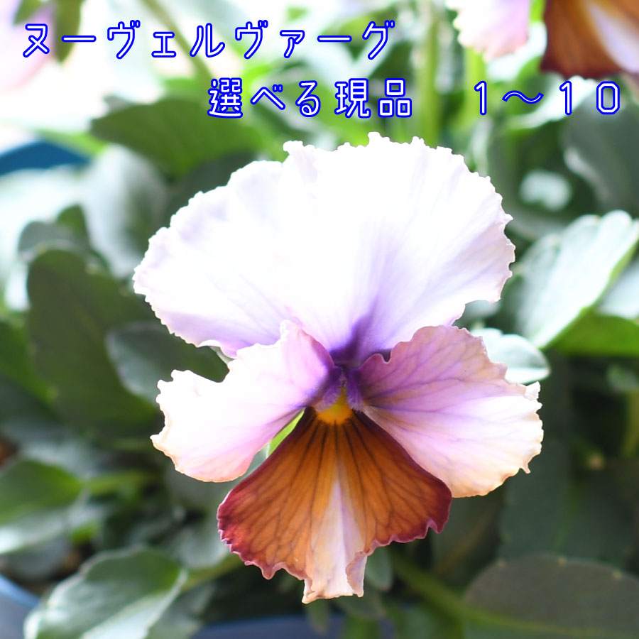 楽天市場】【選べる現品1〜10】 ビオラ ヌーヴェルバーグ【11月22日20