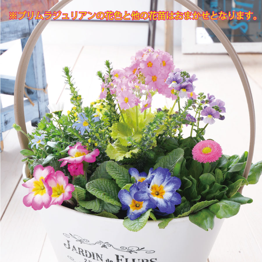 楽天市場】1月下旬から順次発送 プリムラジュリアンのおまかせ寄せ植え