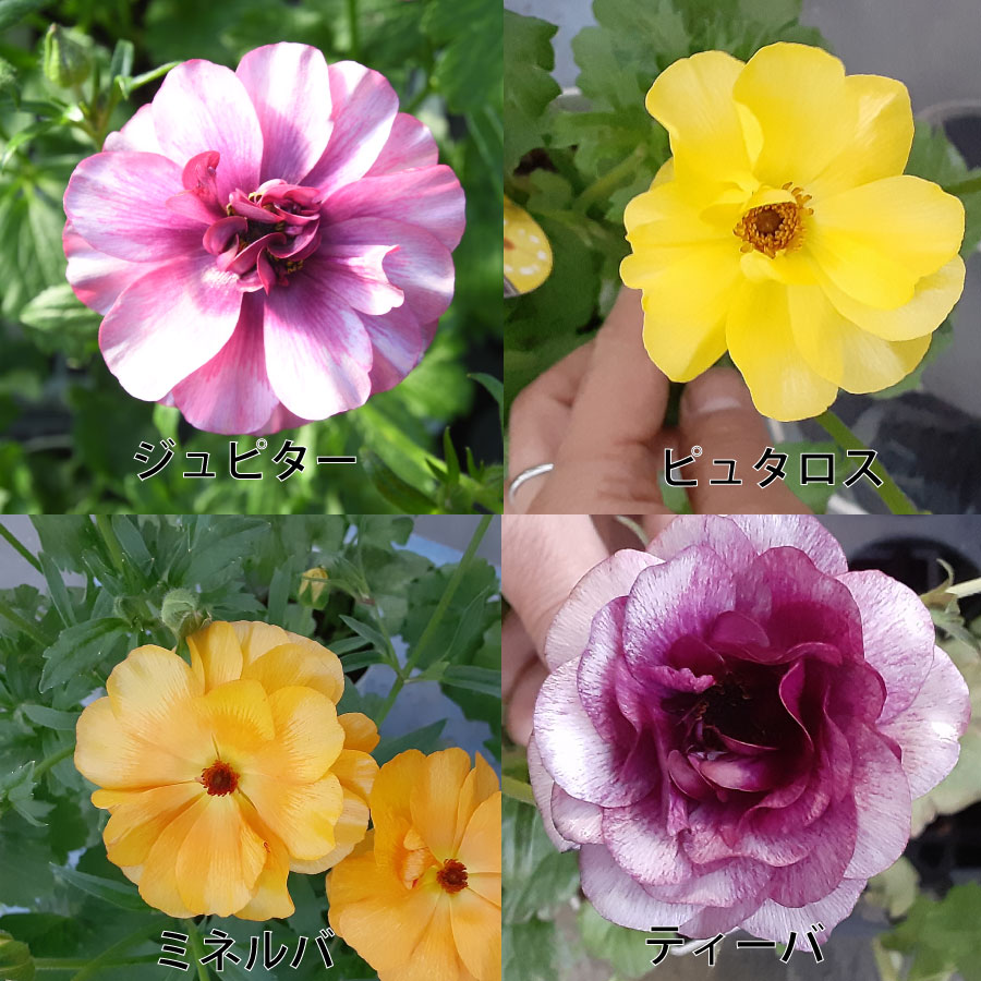 楽天市場】ラナンキュラス ラックス おまかせ4鉢セット 4.5号鉢 今期