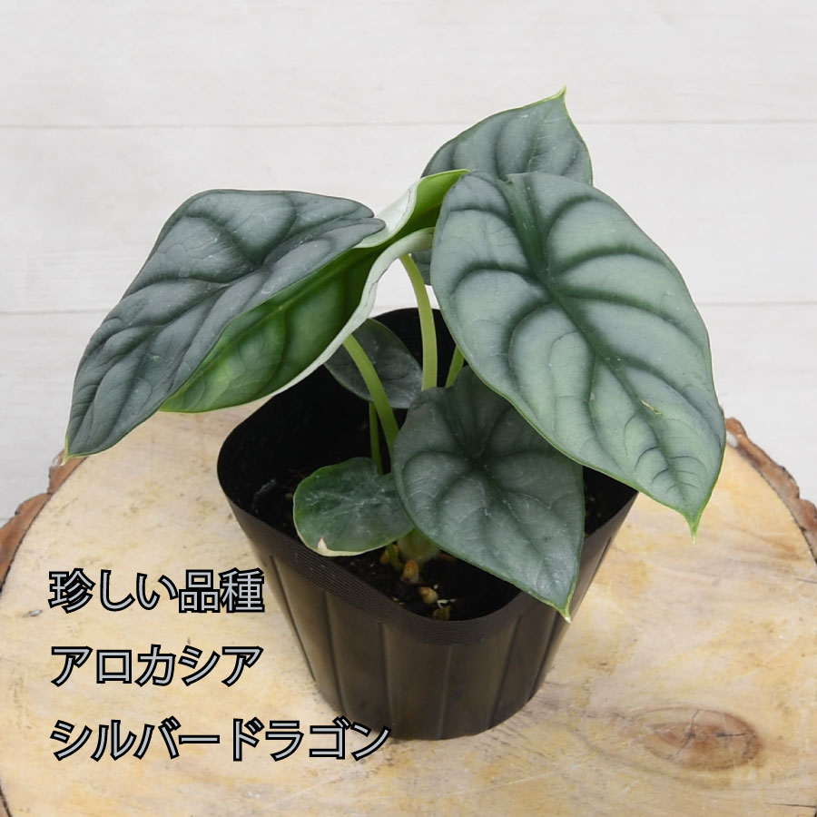 楽天市場】アロカシア シルバードラゴン バギンダ 観葉植物 希少品種