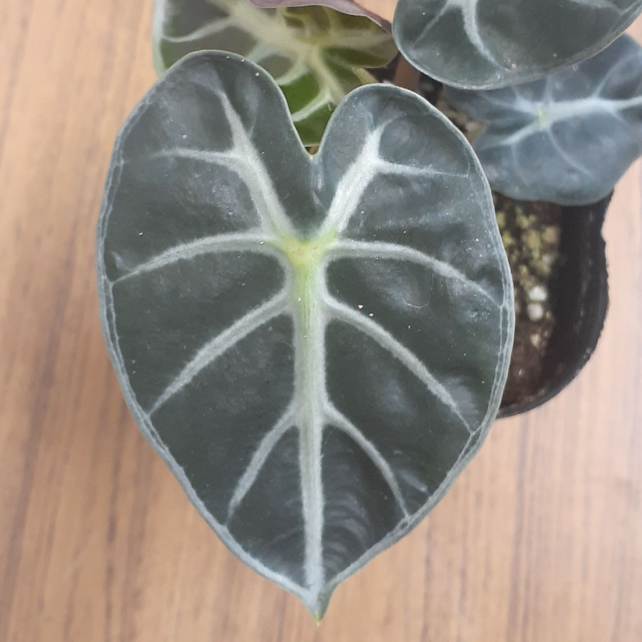 楽天市場】アロカシア ハートバルーン ベイビー 観葉植物 珍しい品種