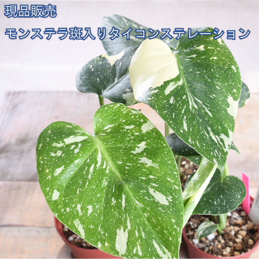 楽天市場】希少 斑入り モンステラ タイコンステレーション 【現品販売