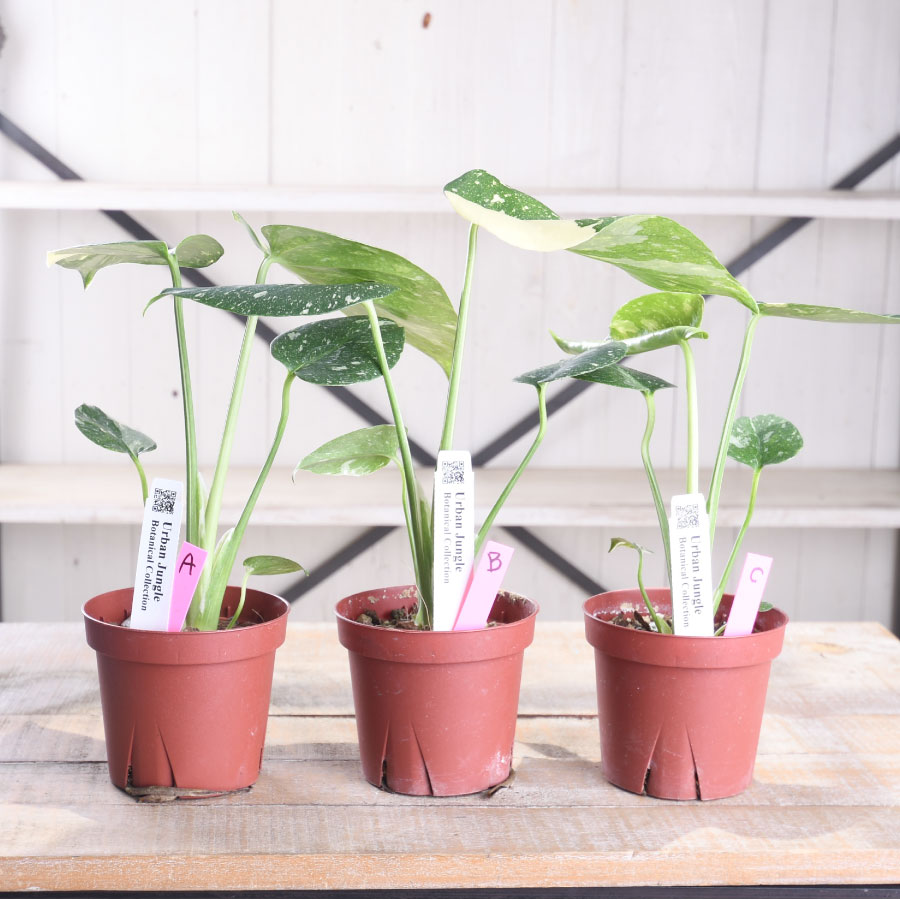 楽天市場】希少 斑入り モンステラ タイコンステレーション 【現品販売