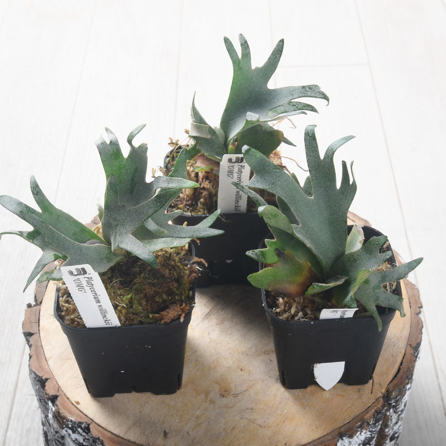 楽天市場】コウモリラン ビカクシダ ウィリンキー OMG ドワーフ TC 3号