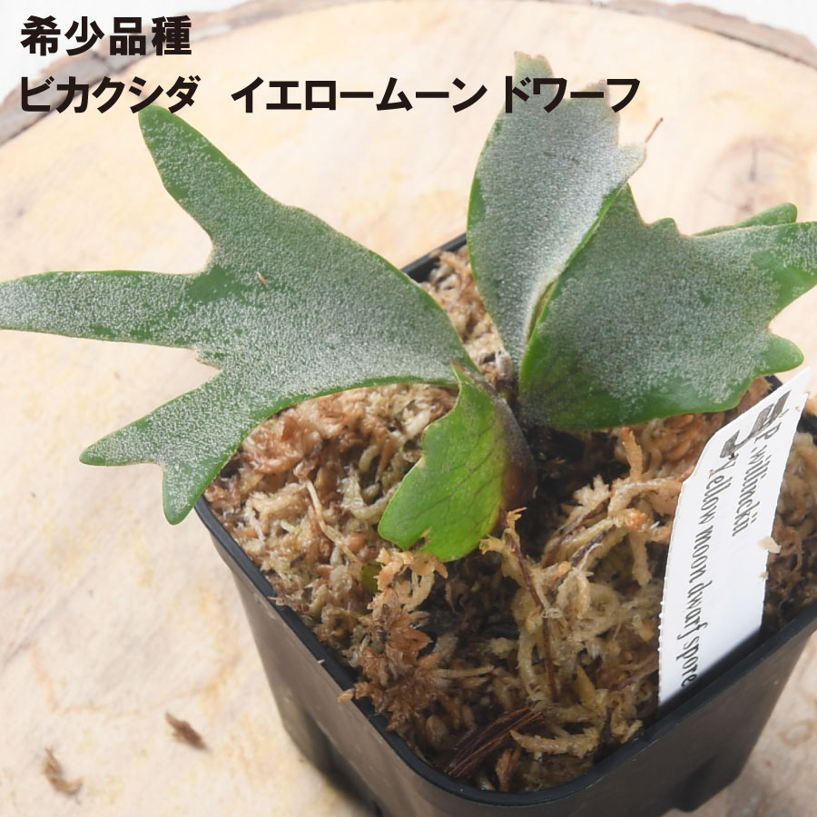 楽天市場】コウモリラン ビカクシダ ウィリンキー イエロームーン