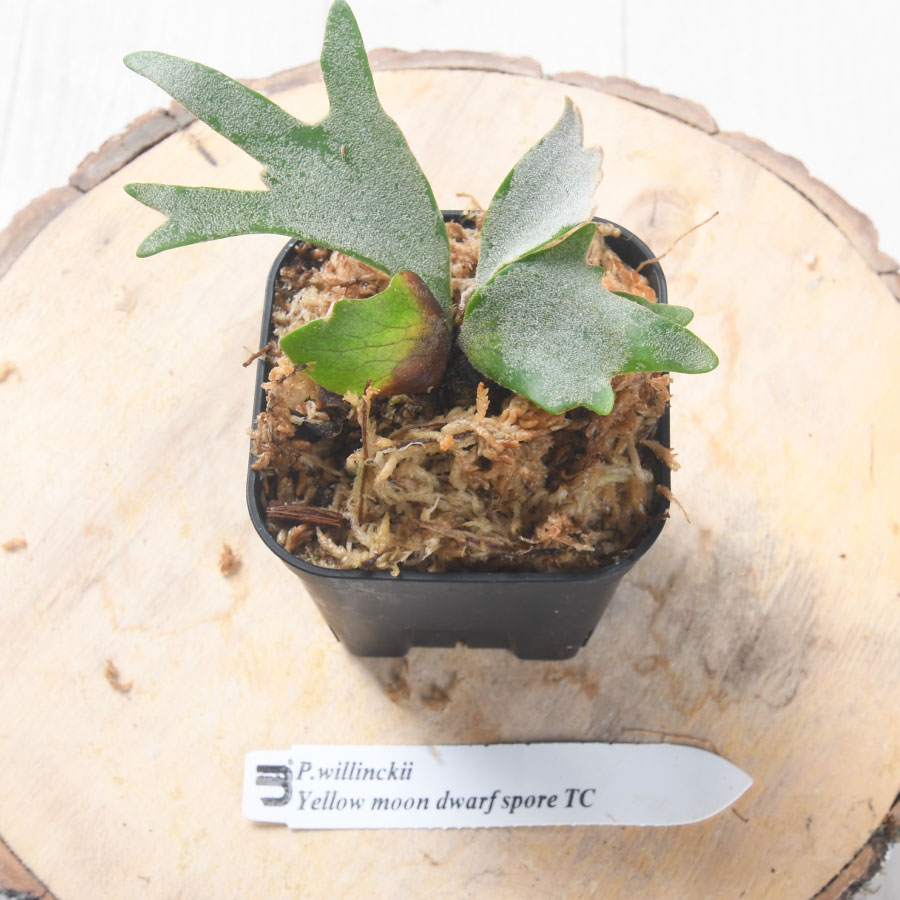 楽天市場】コウモリラン ビカクシダ ウィリンキー イエロームーン