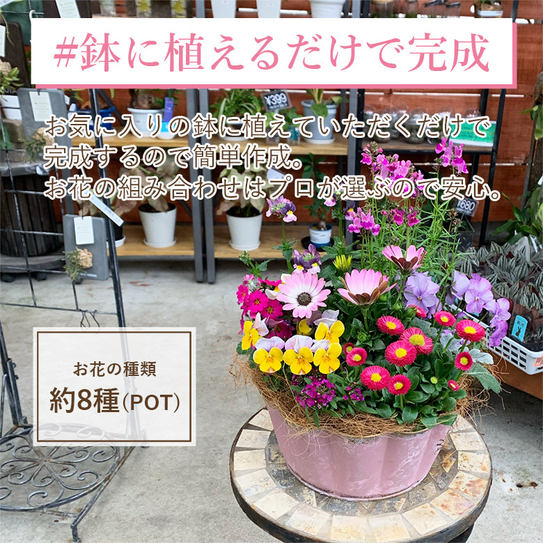 楽天市場】10%OFF【栄養剤プレゼント】 寄せ植えが作れる 花苗セット