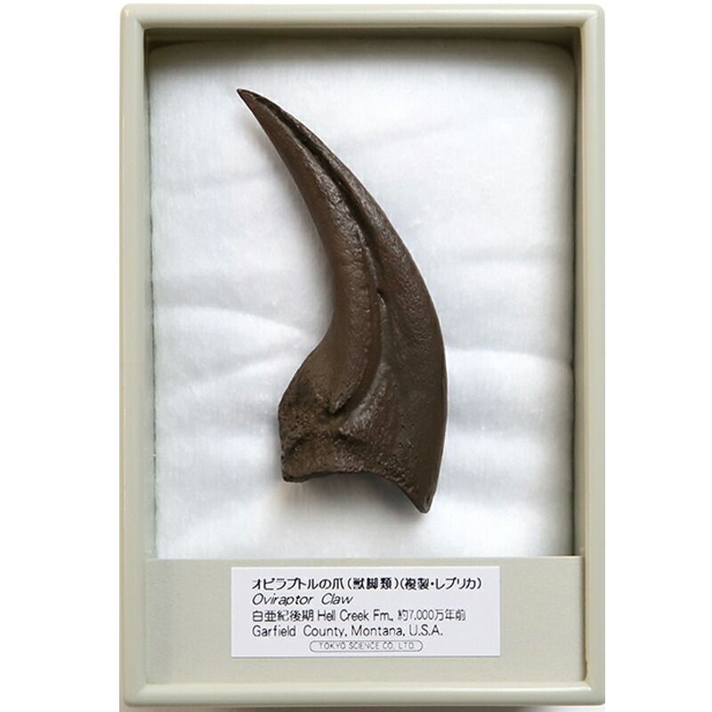 ラプトルの爪 化石 megalodonさん専用 ラプトルの爪 化石 megalodon