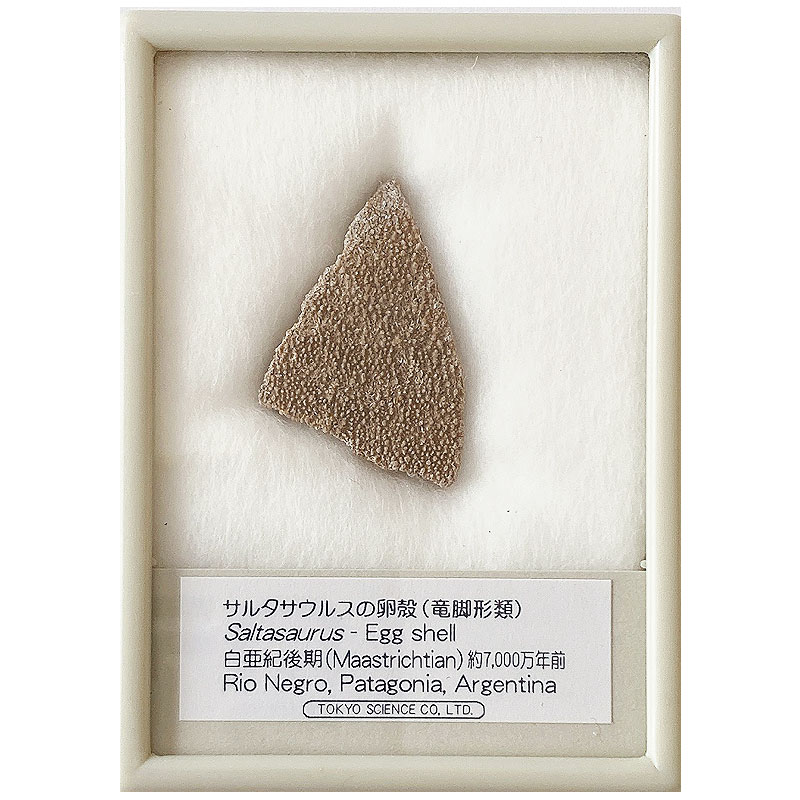 楽天市場】サンタサウルスの卵殻 ケース入り アルゼンチン 東京